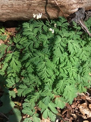 Dicentra cucullaria