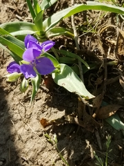 Tradescantia occidentalis