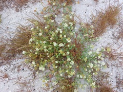 Dasispermum