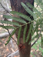 Acacia pedleyi