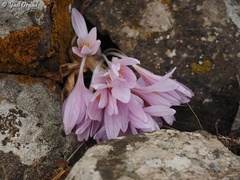 Colchicum hierosolymitanum