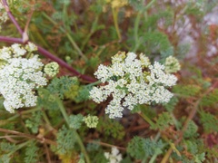 Dasispermum