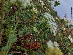 Dasispermum
