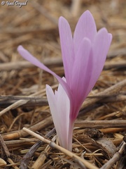 Colchicum hierosolymitanum