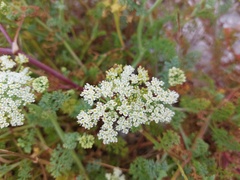 Dasispermum