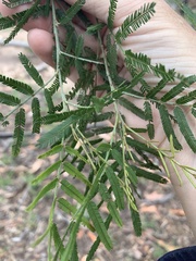 Acacia pedleyi