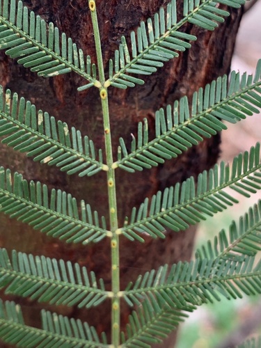 Acacia pedleyi