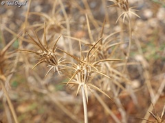 Exoacantha heterophylla