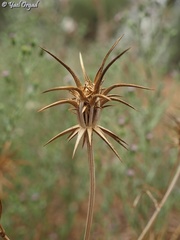 Exoacantha heterophylla