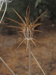 Exoacantha heterophylla