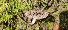 Bolbitius muscicola