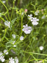 Nemesia diffusa diffusa