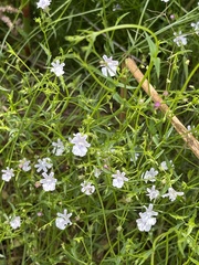 Nemesia diffusa diffusa