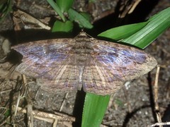Anisoneura salebrosa