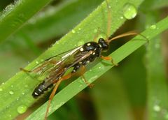 Eutanyacra licitatoria