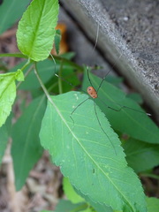 Pseudogagrella splendens