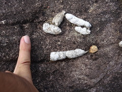 Prionailurus bengalensis