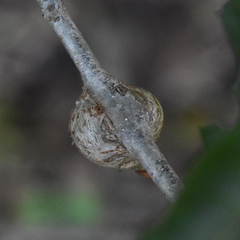Callirhytis quercusbatatoides