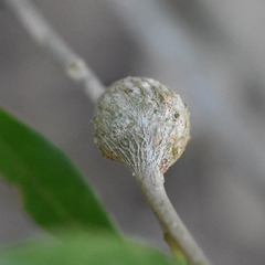 Callirhytis quercusbatatoides