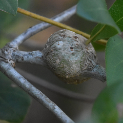 Callirhytis quercusbatatoides