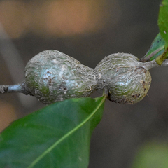 Callirhytis quercusbatatoides