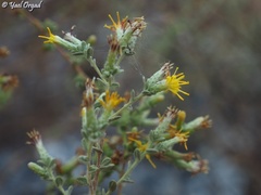 Chiliadenus iphionoides