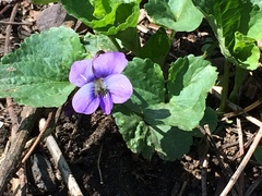 Viola