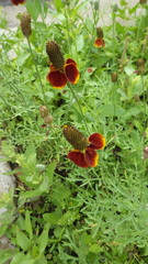 Ratibida columnifera