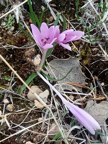 Colchicum cupanii image