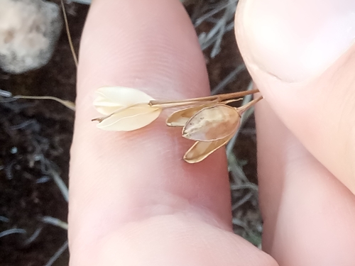 Drimia fugax