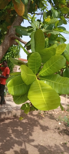 Anacardium occidentale image