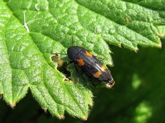 Dircaea quadriguttata