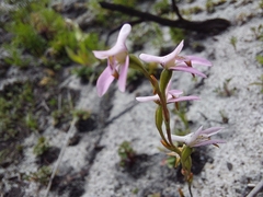 Disa obliqua