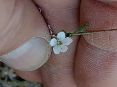 Dianthus illyricus image