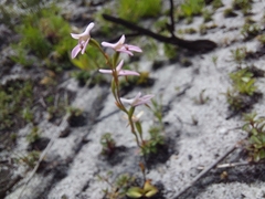 Disa obliqua
