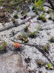 Disa obliqua