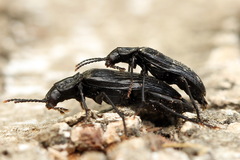 Melandrya dubia