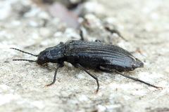 Melandrya dubia