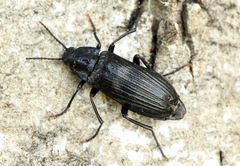 Melandrya dubia