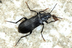 Melandrya dubia
