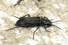 Melandrya dubia