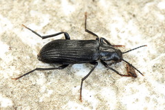 Melandrya dubia