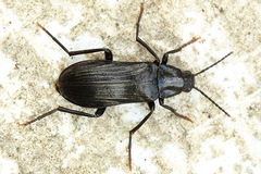 Melandrya dubia