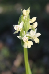 Dactylorhiza insularis