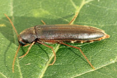 Serropalpus barbatus