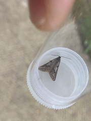 Exapate congelatella