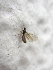 Paraparatrechina sakurae