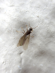 Paraparatrechina sakurae