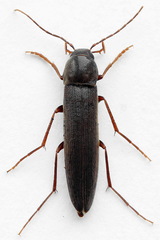 Serropalpus barbatus