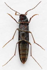 Serropalpus barbatus